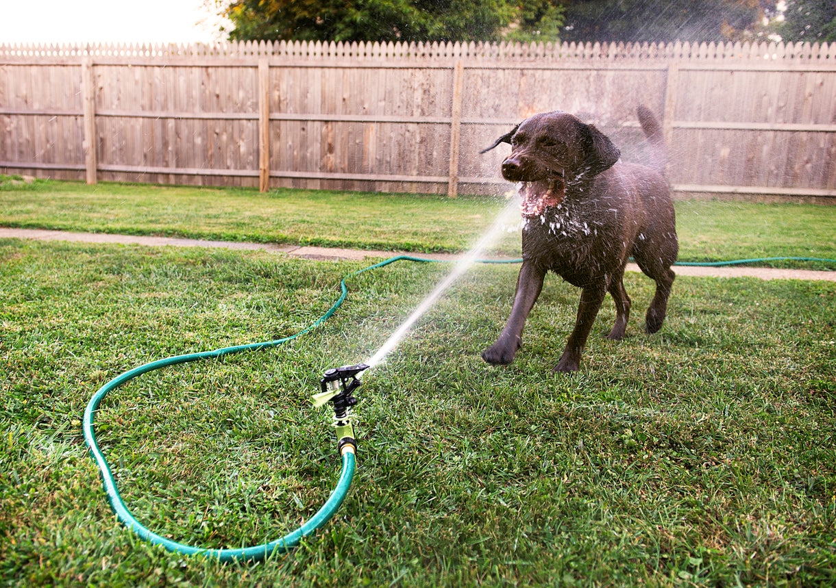 BIBO's 6 biggest myths about water
